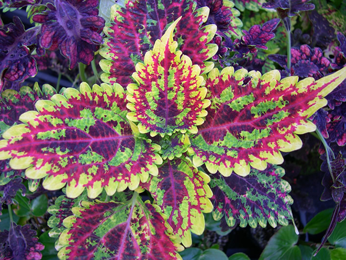 Coleus blumei